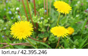 Taraxacum, flowering plants in family Asteraceae,  dandelions. Taraxacum officinale the common dandelion. Wildflowers on a green meadow. Ecology, ecosystem and botany. Yellow fluffy fragrant flowers. Стоковое видео, видеограф Юлия Петровская / Фотобанк Лори