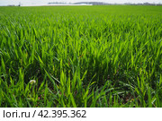 Good crops of winter wheat in the spring farm field. Green sprouts of winter wheat background. View of green meadow with growing young cereals grass. Agricultural business. Triticum aestivum. Стоковое фото, фотограф Юлия Петровская / Фотобанк Лори