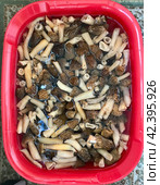 There are a lot of morels in a plastic red container after picking mushrooms in the forest. Стоковое фото, фотограф worker / Фотобанк Лори