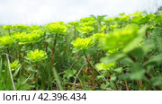 Euphorbia, flowering plant, spurge, Euphorbiaceae. Euphorbia serrata, serrated Tintern spurge, sawtooth upright spurge. Perennial herb. At the ends of the branches are inflorescences of tiny flowers. Стоковое видео, видеограф Юлия Петровская / Фотобанк Лори