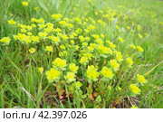 Euphorbia, flowering plant, spurge, Euphorbiaceae. Euphorbia serrata, serrated Tintern spurge, sawtooth upright spurge. Perennial herb. At the ends of the branches are inflorescences of tiny flowers. Стоковое фото, фотограф Юлия Петровская / Фотобанк Лори