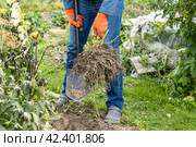 dahlia tubers just lifted for overwintering. Стоковое фото, фотограф Ольга Сейфутдинова / Фотобанк Лори
