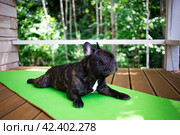 Brindle French bulldog lying on the yoga carpet on the terrace in summer, dogs poses. Стоковое фото, фотограф Александра Баранова / Фотобанк Лори