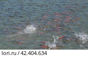 Spawning sockeye salmon. Стоковое фото, фотограф Михаил Коханчиков / Фотобанк Лори