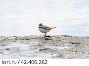 Charadrius dubius.Little ringed plover in natural habitat. On the shore next to the river. Стоковое фото, фотограф Антон Вахрушев / Фотобанк Лори
