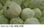 Group of green cabbages in supermarket, Fresh cabbage from farm field,Cabbages harvest, heap cabbage. Стоковое видео, видеограф Яков Филимонов / Фотобанк Лори