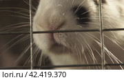 Черно-белый заяц в летке двигает носом black and white hare in the entrance moves its nose. Стоковое видео, видеограф Опока Алексей / Фотобанк Лори