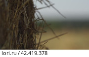 Лето поле, стога сена. сухая трава  summer field, haystacks. dry grass. Стоковое видео, видеограф Опока Алексей / Фотобанк Лори