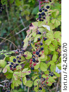Wild ripe blackberries on a branch. Стоковое фото, фотограф Светлана Семёновская / Фотобанк Лори