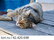 A striped cat lies on a gray wooden floor, staring intently at the camera on a sunny summer's day. Стоковое фото, фотограф Светлана Семёновская / Фотобанк Лори