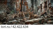 Military ruins occupied by cats,    Generative AI. Стоковое AI-изображение, AI-художник Анна Кривицкая / Фотобанк Лори