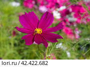Муха-журчалка (лат. Syrphidae) на цветке космеи (лат. Сosmos) Стоковое фото, фотограф Елена Коромыслова / Фотобанк Лори