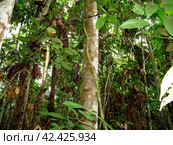 Jungle on Amazon river in Peru, South America (2011 год). Стоковое фото, фотограф Сергей Стрелков / Фотобанк Лори