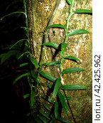 Jungle on Amazon river in Peru, South America (2011 год). Стоковое фото, фотограф Сергей Стрелков / Фотобанк Лори