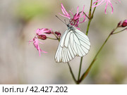 Бабочка боярышница (Aporia crataegi) сидит на цветке. Стоковое фото, фотограф Руслан Лесков / Фотобанк Лори