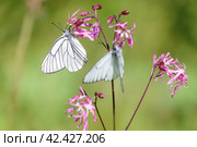 Бабочка боярышница (Aporia crataegi) сидит на цветке. Стоковое фото, фотограф Руслан Лесков / Фотобанк Лори