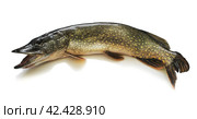 Pike isolated on white background side view. Стоковое фото, фотограф Антон Тишухин / Фотобанк Лори