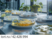 mold, Algae, microalgae in petri dishes research in laboratories. biotechnology, science. Flat lay. Macro. Стоковое AI-изображение, AI-художник Ольга Ильина / Фотобанк Лори