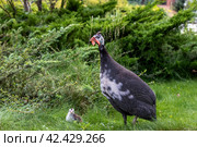 Близкая родственница индюшек и кур – цесарка. Стоковое фото, фотограф Татьяна Новикова / Фотобанк Лори
