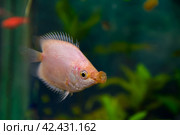 Aquarist, aqua fish. Helostoma temminkii is a species of tropical ray-finned fishes from the suborder labyrinth, allocated to the monotypic family of Helostomatidae. Стоковое фото, фотограф Evgenii Predibailo / Фотобанк Лори