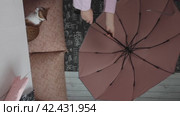 A woman reviews a purchased umbrella. He shows an open umbrella, then folds it up. Vertical video. Стоковое видео, видеограф Vadzim Yakubovich / Фотобанк Лори