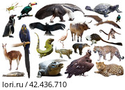 Fauna of South America set. Стоковое фото, фотограф Яков Филимонов / Фотобанк Лори