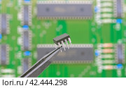 Электронный компонент удерживается в пинцете на фоне печатной платы. Electronic component held with tweezers. Стоковое фото, фотограф Татьяна Д / Фотобанк Лори