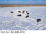 Восточная Сибирь, лошади пасутся в снежной степи. Вид с воздуха. Eastern Siberia, horses grazing in the snowy steppe. Aerial view. Стоковое фото, фотограф Евгений Романов / Фотобанк Лори