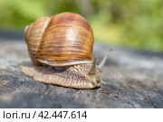 Виноградная улитка (лат. Helix pomatia) на старом пне крупным планом. Стоковое фото, фотограф Елена Коромыслова / Фотобанк Лори