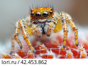 Captivating Cross-Spidering: Macro Photography of a Spider with Hypnotic Eyes and Delicate Tentacles. Стоковое AI-изображение, AI-художник Юрий Поздников / Фотобанк Лори
