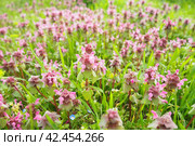 Lamium purpureum, red purple dead-nettle, purple archangel is annual herbaceous flowering plant. Zygomorphic flowers with a top hood-like petal, two lower lip petal lobes and minute fang-like lobes. Стоковое фото, фотограф Юлия Петровская / Фотобанк Лори