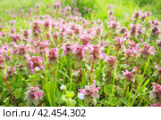 Lamium purpureum, red purple dead-nettle, purple archangel is annual herbaceous flowering plant. Zygomorphic flowers with a top hood-like petal, two lower lip petal lobes and minute fang-like lobes. Стоковое фото, фотограф Юлия Петровская / Фотобанк Лори