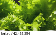 Fresh green lettuce leaves rotate to the right on a dark background in front of the camera. Healthy food. Стоковое видео, видеограф Ярославский Максим / Фотобанк Лори