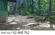 A wild monitor lizard with a long tail runs across a dirt track. The reptile salvator varanus is heading into the jungle. Wooden rural huts are visible. Philippines. Palawan (2024 год). Стоковое фото, фотограф Вера Ивановна Кубарева / Фотобанк Лори
