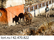 Jharkot, Nepal - November 18, 2015: Nepali man leading two mules along a village street in Nepal. Редакционное фото, фотограф VittoriaChe / Фотобанк Лори