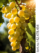 Harvest bunches of white grapes in the garden. Стоковое AI-изображение, AI-художник Наталья Симакова / Фотобанк Лори