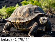 Galápagos tortoise (Chelonoidis elephantopus) in tropical Galapagos island. Giant turtle (tortuga) in animal world. Observation of wildlife area. Holiday adventure in Ecuador. Стоковое AI-изображение, AI-художник Aleksandr Golubev / Фотобанк Лори
