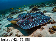 Blue spotted stingray (Myliobatoidei) cartilaginous fish on sandy bottom in tropical underwaters. Skate in underwater wild animal world. Observation of wildlife ocean. Scuba diving in Ecuador coast. Стоковое AI-изображение, AI-художник Aleksandr Golubev / Фотобанк Лори