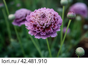 Purple scabious flower. Generate ai. Стоковое AI-изображение, AI-художник Иван Рябоконь / Фотобанк Лори