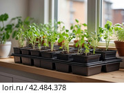 Seedlings of vegetables for planting in the open ground in the garden are grown on the windowsill - preparation for the summer season, subsistence farming. AI generated. Стоковое AI-изображение, AI-художник Ольга Симонова / Фотобанк Лори