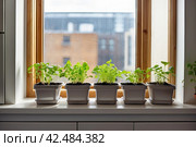 Seedlings of vegetables for planting in the open ground in the garden are grown on the windowsill - preparation for the summer season, subsistence farming. AI generated. Стоковое AI-изображение, AI-художник Ольга Симонова / Фотобанк Лори