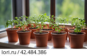 Seedlings of vegetables for planting in the open ground in the garden are grown on the windowsill - preparation for the summer season, subsistence farming. AI generated. Стоковое AI-изображение, AI-художник Ольга Симонова / Фотобанк Лори