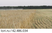 Сбор урожая, комбайн собирает рожь harvesting, combine harvesting rye. Стоковое видео, видеограф Опока Алексей / Фотобанк Лори