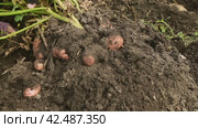 Man digs potatoes out of the ground with a shovel. Harvesting in autumn. Стоковое видео, видеограф Дмитрий Кобзев / Фотобанк Лори