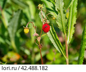 Южный Урал, ягоды земляники (Fragaria vesca) в траве. Southern Urals, strawberries (Fragaria vesca) in the grass. Стоковое фото, фотограф Евгений Романов / Фотобанк Лори
