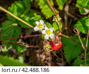 Южный Урал, ягоды земляники (Fragaria vesca) в траве. Southern Urals, strawberries (Fragaria vesca) in the grass. Стоковое фото, фотограф Евгений Романов / Фотобанк Лори