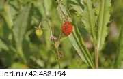 Южный Урал, ягоды земляники (Fragaria vesca) в траве. Southern Urals, strawberries (Fragaria vesca) in the grass. Стоковое видео, видеограф Евгений Романов / Фотобанк Лори
