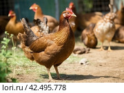 Beautiful brown hen in backyard. Generate ai. Стоковое AI-изображение, AI-художник Иван Рябоконь / Фотобанк Лори