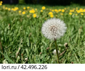 Одуванчик. Стоковое фото, фотограф Тимофей приходько / Фотобанк Лори