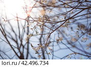 Spring, wallpaper with nature. Tree branches in close-up. New spring foliage appears on the branches. A tree or shrub that is budding. Seasonal forests, blurred background. Стоковое фото, фотограф Photojuli / Фотобанк Лори